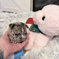 Crystal, a female French Bulldog for sale in Tazewell, VA – 4 of 4
