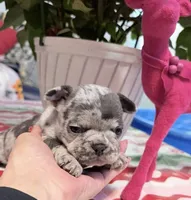 Prancer, a male French Bulldog for sale in Tazewell, VA – Photo 1 of 3