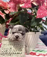 Prancer, a male French Bulldog for sale in Tazewell, VA – Photo 2 of 3