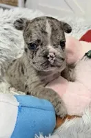 Crystal, a female French Bulldog for sale in Tazewell, VA – 2 of 4