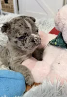 Crystal, a female French Bulldog for sale in Tazewell, VA – 3 of 4