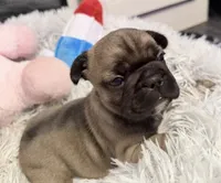 Smoky, a male French Bulldog for sale in Tazewell, VA – 3 of 3