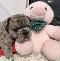Blue, a male French Bulldog for sale in Tazewell, VA – 3 of 4
