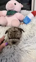 Blue, a male French Bulldog for sale in Tazewell, VA – 4 of 4