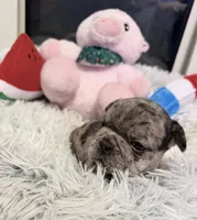 Blue, a male French Bulldog for sale in Tazewell, VA – 2 of 4