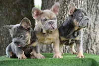 Saint (Fluffy Carrier), a male French Bulldog for sale in Port Saint Lucie, FL – Photo 9 of 9