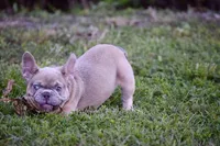 Saint (Fluffy Carrier), a male French Bulldog for sale in Port Saint Lucie, FL – Photo 5 of 9