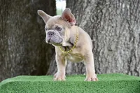 Saint (Fluffy Carrier), a male French Bulldog for sale in Port Saint Lucie, FL – Photo 3 of 9