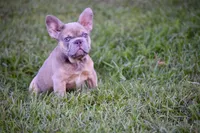 Saint (Fluffy Carrier), a male French Bulldog for sale in Port Saint Lucie, FL – Photo 4 of 9