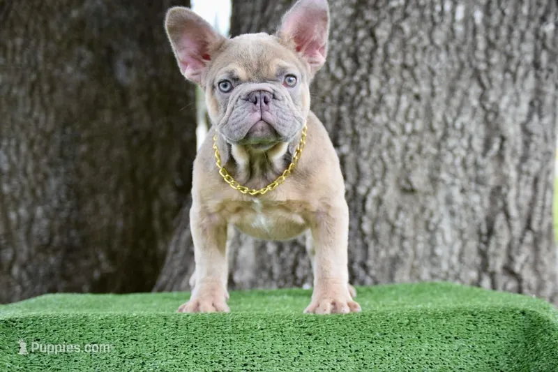 Saint (Fluffy Carrier) – French Bulldog puppy for sale in Port Saint Lucie, FL