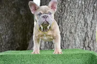 Saint (Fluffy Carrier), a male French Bulldog for sale in Port Saint Lucie, FL – Photo 2 of 9