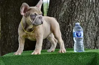 Saint (Fluffy Carrier), a male French Bulldog for sale in Port Saint Lucie, FL – Photo 1 of 9