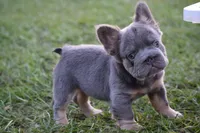 Grace (Visual Big Rope Fluffy), a female French Bulldog for sale in Port Saint Lucie, FL – Photo 4 of 9