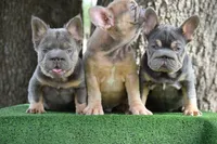 Grace (Visual Big Rope Fluffy), a female French Bulldog for sale in Port Saint Lucie, FL – Photo 9 of 9