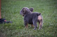 Grace (Visual Big Rope Fluffy), a female French Bulldog for sale in Port Saint Lucie, FL – Photo 5 of 9