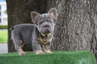 Grace (Visual Big Rope Fluffy), a female French Bulldog for sale in Port Saint Lucie, FL – Photo 3 of 9