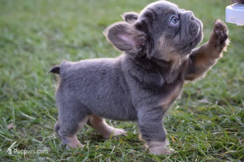 Grace (Visual Big Rope Fluffy) – French Bulldog puppy for sale in Port Saint Lucie, FL