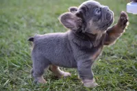 Grace (Visual Big Rope Fluffy), a female French Bulldog for sale in Port Saint Lucie, FL – Photo 1 of 9