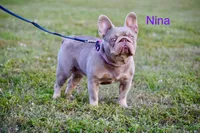 Grace (Visual Big Rope Fluffy), a female French Bulldog for sale in Port Saint Lucie, FL – Photo 8 of 9