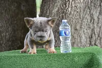 Grace (Visual Big Rope Fluffy), a female French Bulldog for sale in Port Saint Lucie, FL – Photo 2 of 9