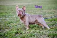Cleo (Big Rope Fluffy Carrier), a female French Bulldog for sale in Port Saint Lucie, FL – Photo 9 of 10