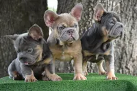 Cleo (Big Rope Fluffy Carrier), a female French Bulldog for sale in Port Saint Lucie, FL – Photo 10 of 10