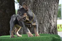 Cleo (Big Rope Fluffy Carrier), a female French Bulldog for sale in Port Saint Lucie, FL – Photo 6 of 10