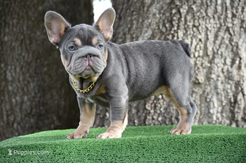 Cleo (Big Rope Fluffy Carrier) – French Bulldog puppy for sale in Port Saint Lucie, FL