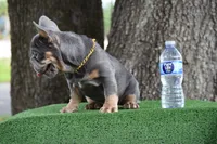 Cleo (Big Rope Fluffy Carrier), a female French Bulldog for sale in Port Saint Lucie, FL – Photo 5 of 10