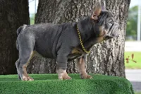 Cleo (Big Rope Fluffy Carrier), a female French Bulldog for sale in Port Saint Lucie, FL – Photo 4 of 10