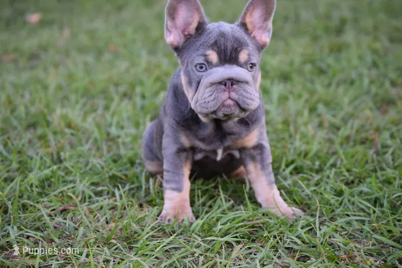 Cleo (Big Rope Fluffy Carrier) – French Bulldog puppy for sale in Port Saint Lucie, FL