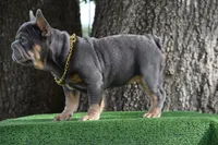 Cleo (Big Rope Fluffy Carrier), a female French Bulldog for sale in Port Saint Lucie, FL – Photo 2 of 10