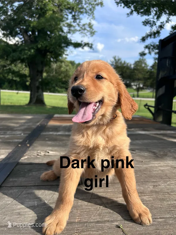 Dark Pink Collar – Golden Retriever puppy for sale in Abbeville, SC
