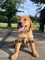 Dark Pink Collar, a female Golden Retriever for sale in Abbeville, SC – 1 of 2
