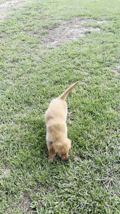 Lime Collar, a female Golden Retriever for sale in Abbeville, SC – 2 of 2