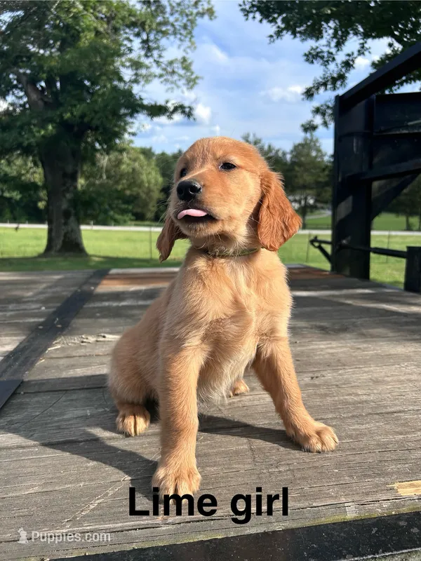 Lime Collar – Golden Retriever puppy for sale in Abbeville, SC