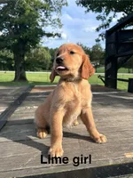 Lime Collar, a female Golden Retriever for sale in Abbeville, SC – 1 of 2