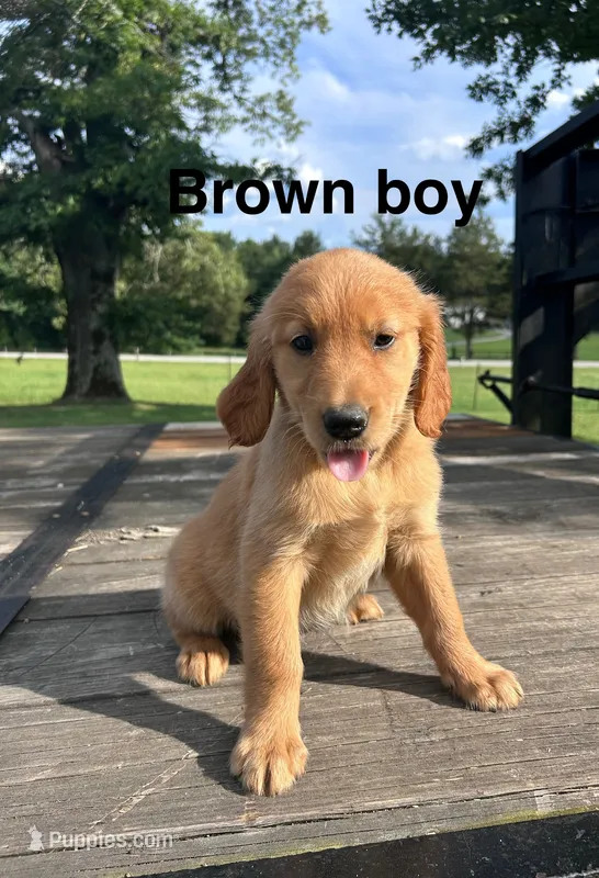 Brown collar – Golden Retriever puppy for sale in Abbeville, SC