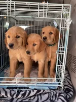 Brown collar, a male Golden Retriever for sale in Abbeville, SC – 4 of 4