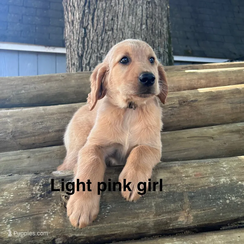 Light Pink Collar – Golden Retriever puppy for sale in Abbeville, SC