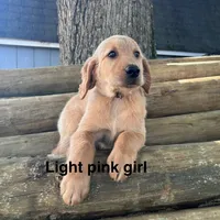 Light Pink Collar, a female Golden Retriever for sale in Abbeville, SC – 1 of 2