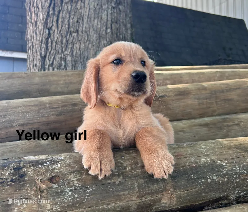 Yellow Collar – Golden Retriever puppy for sale in Abbeville, SC