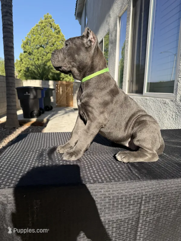 Lime green collar – Cane Corso puppy for sale in Riverside, CA