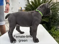 Lime green collar, a female Cane Corso for sale in Riverside, CA – 2 of 5