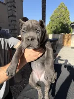 Lime green, a female Cane Corso for sale in Riverside, CA – 3 of 6
