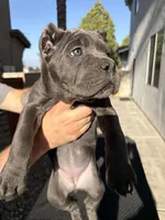 Lime green, a female Cane Corso for sale in Riverside, CA – 2 of 6
