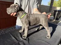 Lime green, a female Cane Corso for sale in Riverside, CA – 5 of 6