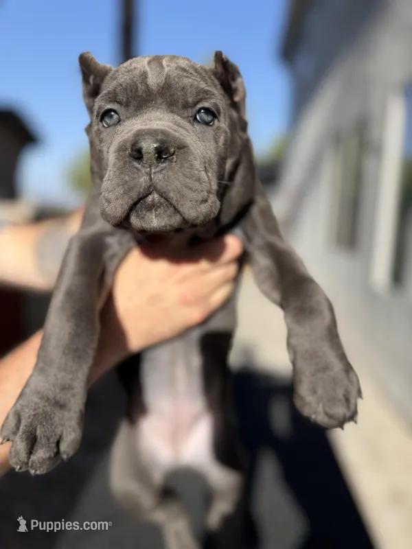 Lime green – Cane Corso puppy for sale in Riverside, CA
