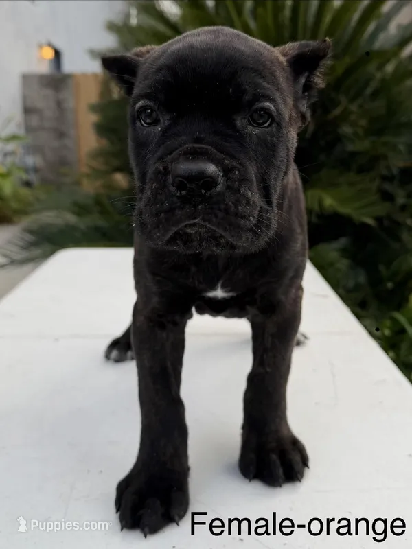 Orange collar – Cane Corso puppy for sale in Riverside, CA
