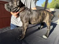 Orange collar, a female Cane Corso for sale in Riverside, CA – 10 of 10